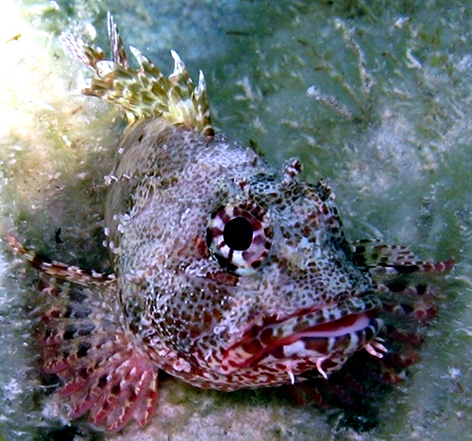 Scorpaena maderensis_03.jpg